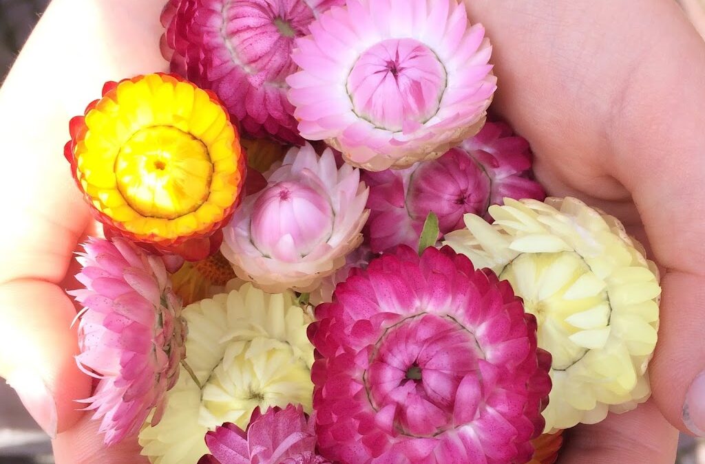 Meer bloemen in de moestuin