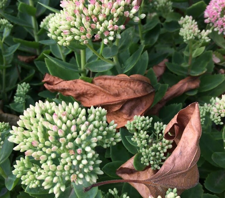 Droogte? Deze planten kunnen ertegen!